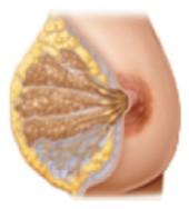 Breast with milk ducts and lobules
