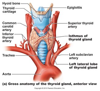 Thyroid gland follicles