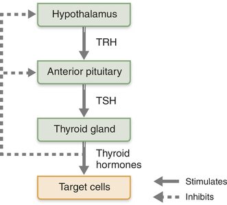 Regulation of thyroid hormone secretion diagram