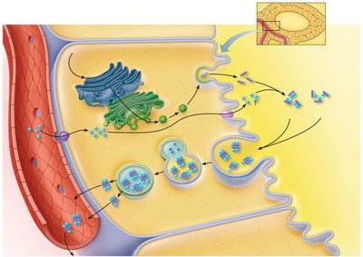 Thyroid hormone synthesis