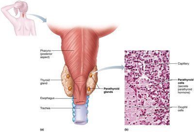 Parathyroid gland histology