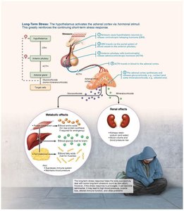 Long-term stress response