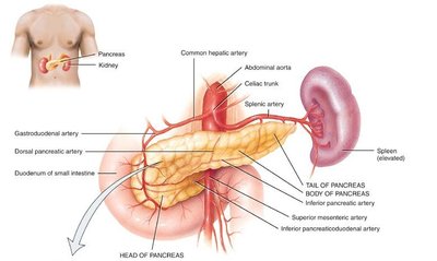 Pancreas anatomy