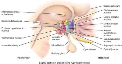 Sagittal section of brain showing hypothalamic nuclei