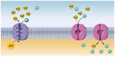 Secondary active transport: Na+-glucose symport
