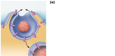 Phagocytosis