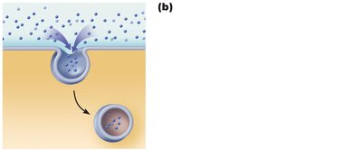 Pinocytosis