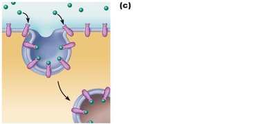 Receptor-mediated endocytosis