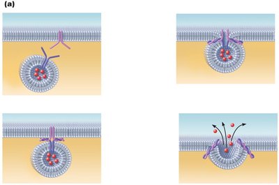Exocytosis process