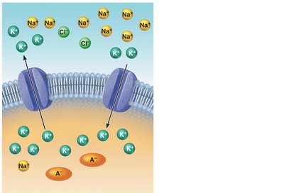 Role of K+ in generating resting membrane potential