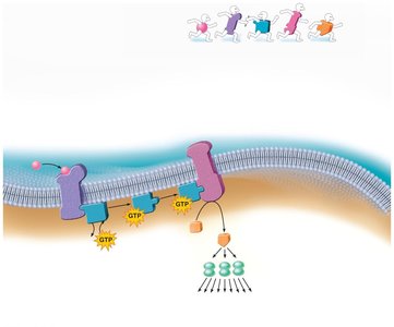 G protein-coupled receptor signaling cascade