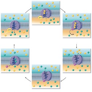 Stepwise mechanism of the sodium-potassium pump