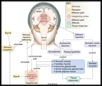 Diagram of sensory pathways from receptors to CNS and effectors