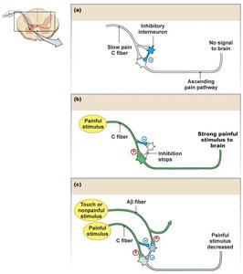 Gate-control theory of pain modulation