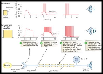 Graphical representation of stimulus encoding by action potentials