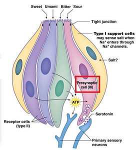 Taste transduction pathways for different taste modalities
