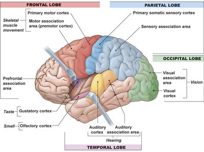 Labeled diagram of brain regions for sensory processing