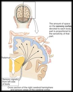 Somatotopic map of the sensory cortex