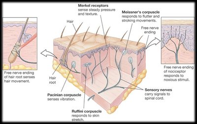 Diagram of skin showing different sensory receptors