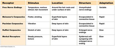 Table of skin receptor types and properties