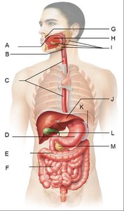 Major structures of the digestive system
