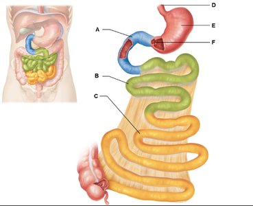 Duodenum, jejunum, and ileum of the small intestine