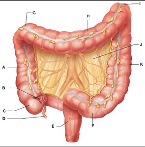Ascending colon, transverse colon, descending colon, rectum, and mesentery