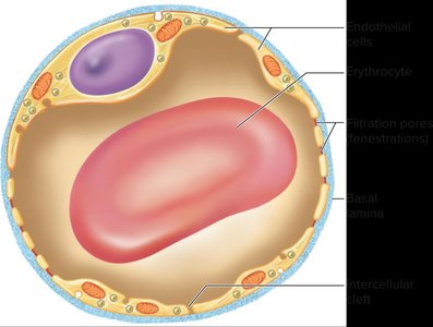 Fenestrated capillary structure