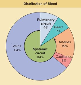 Distribution of blood in the circulatory system