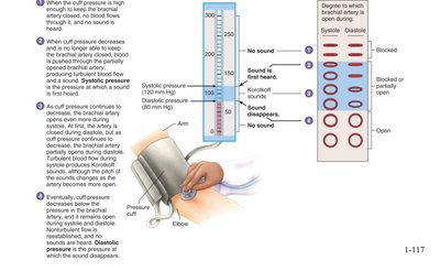 Measuring blood pressure and Korotkoff sounds