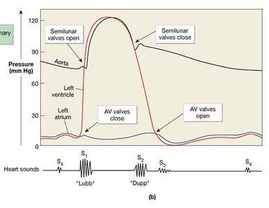 Blood pressure variance in the circuits