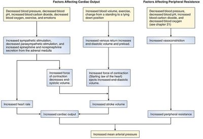 Factors affecting mean arterial pressure