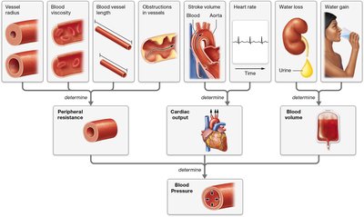 Blood flow and peripheral resistance