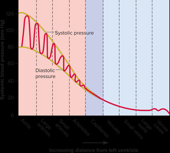 Factors affecting cardiac output