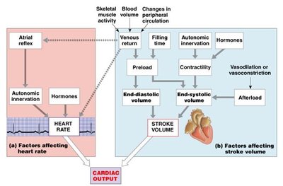 Blood volume and mechanisms of venous return