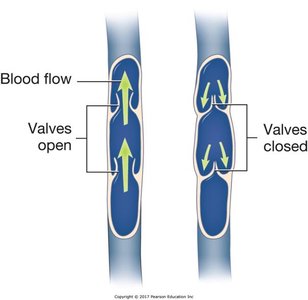 Venous valves and skeletal muscle pump
