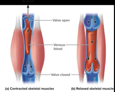Venous return and physical activity