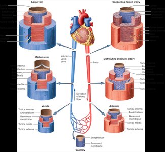 Comparison of vessel wall structure in arteries and veins
