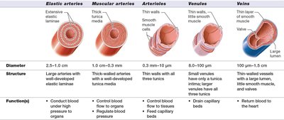 Types of arteries and veins
