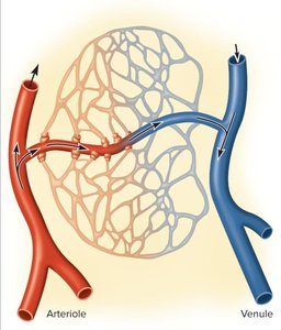 Capillary bed structure