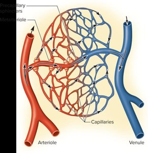 Precapillary sphincters open and closed