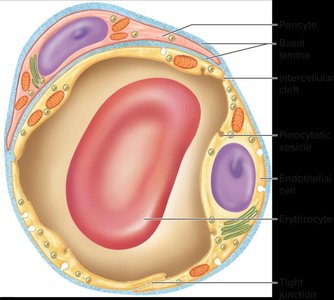 Continuous capillary structure