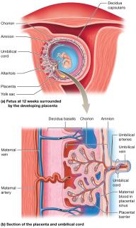 Development and structure of the placenta