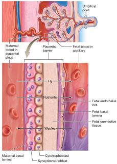 Nutritive functions of the placenta