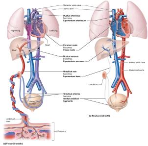 Comparison of fetal and newborn cardiovascular systems