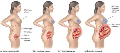 Changes in a woman’s body during pregnancy