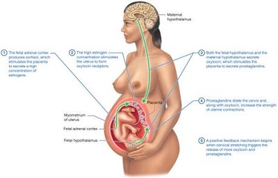 Initiation and regulation of childbirth by a positive feedback mechanism