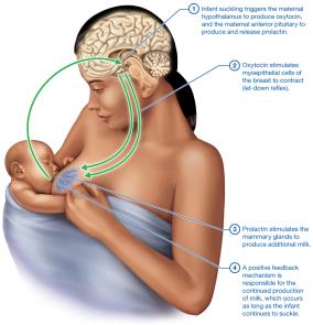 Hormonal regulation of lactation (the let-down reflex)