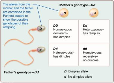 Punnett square for dimples (dominant-recessive)