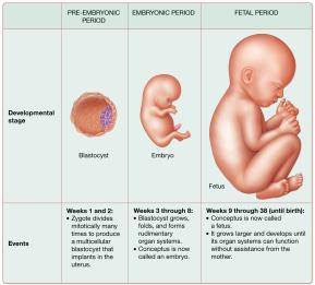 Summary of developmental changes during the prenatal period